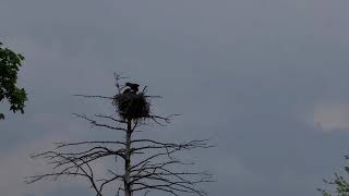 Bald Eagles Nesting in Mooseheart Illinois by Fox River May 18th 2021 [upl. by Nanine]