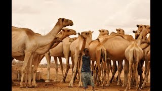 SHEEKADII ADUUN I QATAL QAYBTII 4AAD [upl. by Korry]