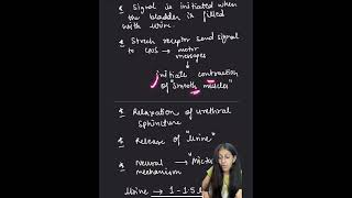 MICTURITION REFLEX excretorysystem biology ncert class11 [upl. by Barrow]