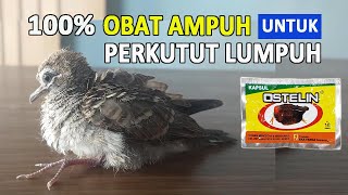 CARA MENGOBATI PERKUTUT LUMPUH [upl. by Sib]