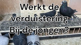 Werkt het verduisteren van de jongen  Oude duiven los  Postduiven [upl. by Iidnarb]