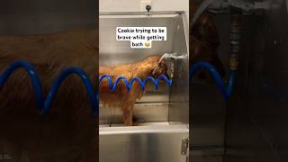 Courageous Golden Retriever Faces Bath Time😂  shorts puppy [upl. by Nossaj377]