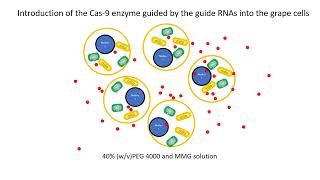 Protoplastmediated gene editing for disease resistance [upl. by Woodall81]