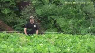 How to grow an incredible Soybean Food Plot [upl. by Ladd]