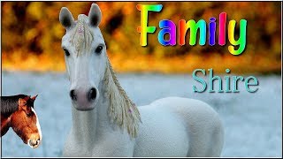 Family°4 Les Shire Schleich [upl. by Naed583]