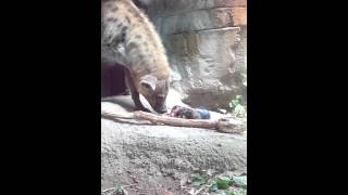 Hyena having a baby at the Buffalo Zoo [upl. by Nwahsar]