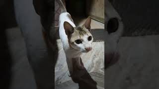 Male Cat Calling Female Cat🐱🐈shorts youtubeshorts cats [upl. by Anairam]