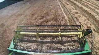 Combining Triticale Livestream [upl. by Rosy]