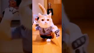 Funny cats video cat funnycats catshorts catlover [upl. by Mcnamee616]