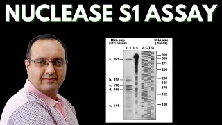 S1 Nuclease Assay  Transcriptome Analysis [upl. by Eerdna491]