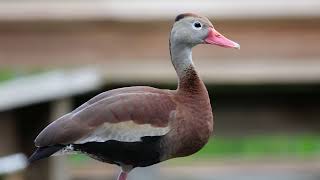 Blackbellied Whistling Duck [upl. by Ybhsa461]