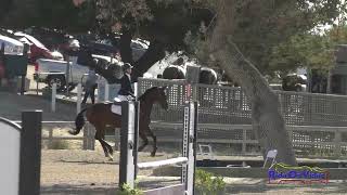 070S Molly Duda on Jutopia Open Preliminary Show Jumping Woodside October 2024 [upl. by Harol]