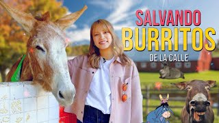 🐴 Salvando BURRITOS de la calle 🥰 [upl. by Torosian130]