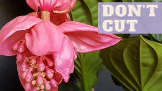 Shall I CUT Medinilla Magnifica Flower Spikes  Medinilla Magnifica Care After BLOOMING [upl. by Iralam]