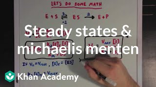 Steady states and the Michaelis Menten equation  Biomolecules  MCAT  Khan Academy [upl. by Aleahpar38]