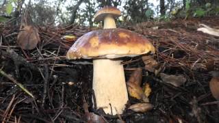 Boletus edulis Sonoma County California USA 2012 Dec 412 [upl. by Ney]