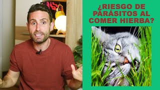 ¿Si un gato come hierba puede tener parásitos [upl. by Aneeroc313]