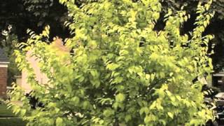 Carpinus caroliniana Hornbeam [upl. by Yrtnahc]