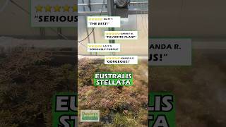 ⭐️⭐️⭐️⭐️⭐️Customer Reviews  EUSTRALIS STELLATA quotVERY STRONG VERY PURPLEquot WILD AQUARIUM PLANT [upl. by Nannette]