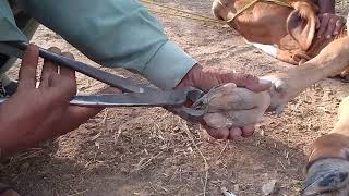 Satisfying Cow Hoof Trimming [upl. by Ormond493]