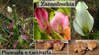 ZANTEDESCHIA  Come PIANTARE i RIZOMI e COLTIVARLA  dalla messa a dimora alla fioritura [upl. by Ynolem595]