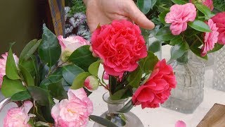 Variedades de camelias según su flor  Decogarden  Jardinatis [upl. by Ecirbaf177]