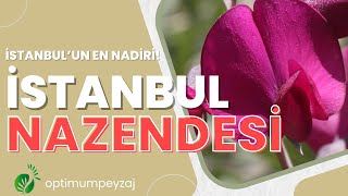 İSTANBULUN ENDEMİK BİTKİLERİ  İSTANBUL NAZENDESİ [upl. by Aniara]