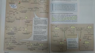 Purines Denovo Synthesis and Salvage Pathway with Clinicals  BIOCHEMISTRY [upl. by Enirrok12]