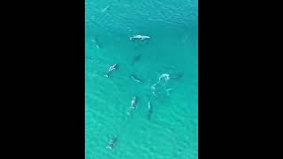 Rare Aerial Footage of Gray Whales Congregating [upl. by Lerad180]