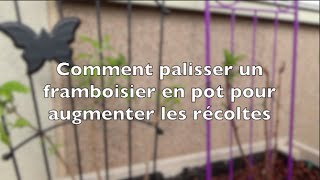 ✿ Comment palisser un framboisier en pot pour augmenter les récoltes [upl. by Gladwin]