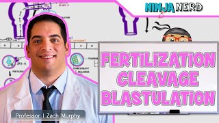 Embryology  Fertilization Cleavage Blastulation [upl. by Auohs]