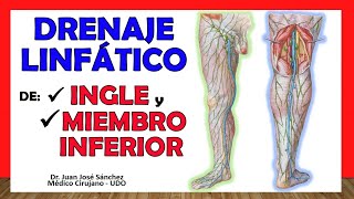 🥇 DRENAJE LINFÁTICO DE INGLE y MIEMBRO INFERIOR ¡Explicación Sencilla [upl. by Aisatana222]