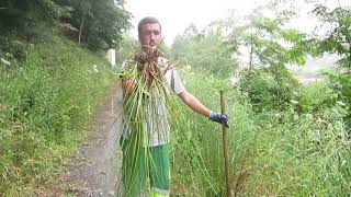 ¿Cómo arrancar un plumero pequeño Tutorial para eliminar plantas invasoras  Stop Cortaderia [upl. by Ytsirk]