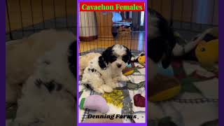 Denning Farms Cavachon Females Playing in my Kitchen denningfarms cavachon [upl. by Gardy]