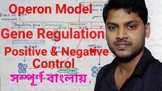 Lac Operon ল্যাক ওপেরন  Bengali  Gene Regulation  Positive and Negative Control [upl. by Nhguavoj]