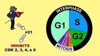 p53 Tumour Suppressor and MDM2 [upl. by Enilekaj]