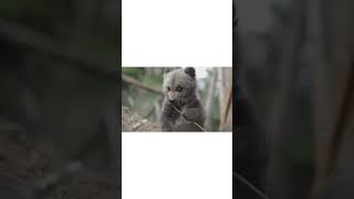 Meet The Cutest Grizzly Cub Ever naturelovers wildlife shorts baby cuteanimals adorablebaby [upl. by Ikir]