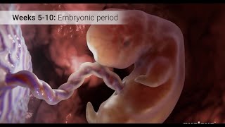 In vitro fertilization and embryo transfer IVF procedure [upl. by Conney470]