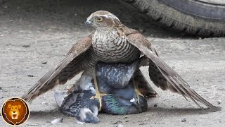 10 Tiere die sich mit den falschen Raubvögel anlegten und dabei gefilmt wurden [upl. by Hgielek]