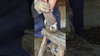 Great hoof trimming video extremely comfortable丨ASMR丨Donkey hoof cutting sound [upl. by Yaniv]