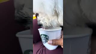 Pup cup ASMR dogdad asmr happydog [upl. by Hada610]