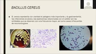 Bacillus cereus [upl. by Nylsoj729]