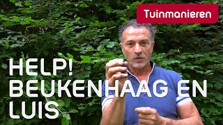 JUNI De Beukenhaag en bladluis in juni Wat doe je tegen luis [upl. by Connel880]