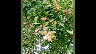 Mango tree flowering plant 🥭Mangifera indica viraltree mangoes music nature subscribe [upl. by Eedebez]