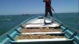 El Golfo De Santa Clara Pescando Aguamalas Fishing for Jellyfish Part 2 [upl. by Claudelle]