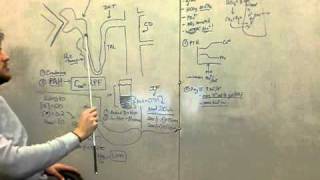 KIDNEY 2 Renal Plasma and Blood Flow PAH Clearance [upl. by Ulphi]