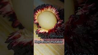 Pulasan  Maritam fruit 💕 localfruit subscribemychannel shorts [upl. by Suolkcin]