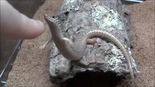 胴長短足トカゲと戯れる Play With Ocellated Skink [upl. by Llerdnam]