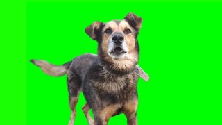 Small Dog Barking On Green Screen Background video Footage  Dog Barking Chroma key [upl. by Ervine584]