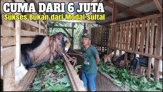 TERNAK KAMBING MODAL TEKUN UANG 6 JUTA BISA JADI SEBESAR INI [upl. by Nathanael]